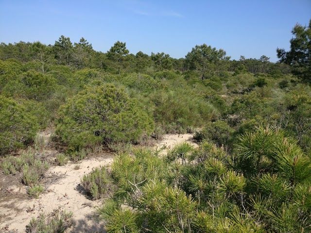 Mata Nacional das Dunas de Vila Real de Santo António